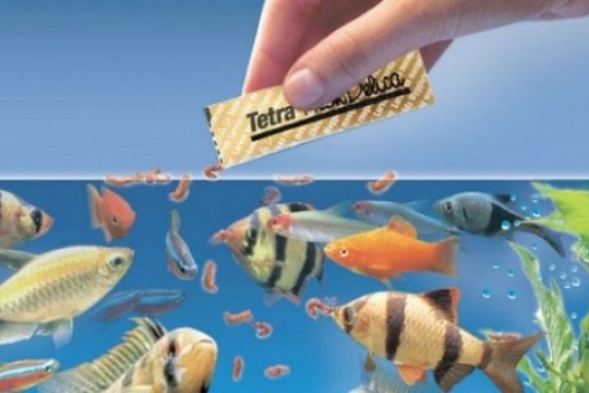 Review 5 loại thức ăn cho cá hữu ích cho sự tăng trưởng và phát triển của cá