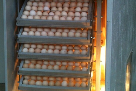 Review Top 5 máy ấp trứng gà có tỷ lệ ấp thành công cao nhất