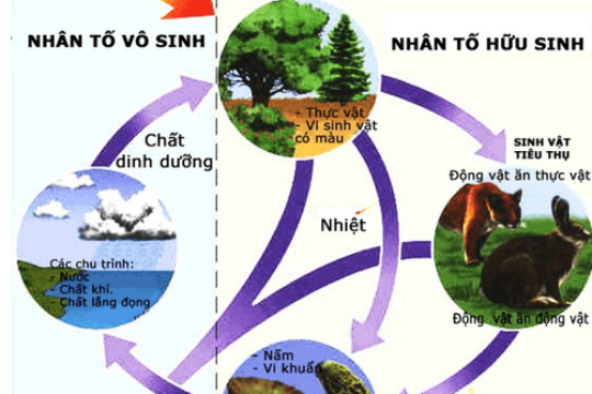 Nhân tố sinh thái là gì? Các loại nhân tố sinh thái trong tự nhiên