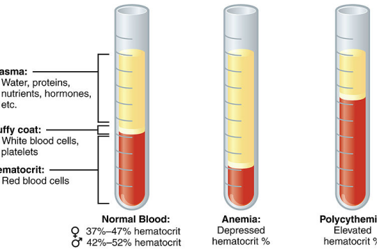 Hematocrit là gì? Chỉ số bao nhiêu là bình thường?
