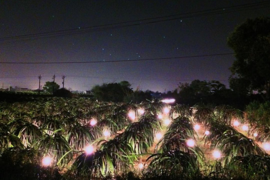 Quang hợp là gì? Vai trò của quang hợp với thực vật