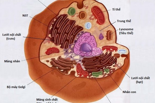 Tế bào nhân thực là gì? Đặc điểm và cấu tạo của tế bào nhân thực