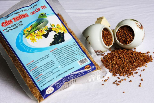 Review top 5 thức ăn cho chim mượt lông, lớn khỏe, chứa nhiều dinh dưỡng