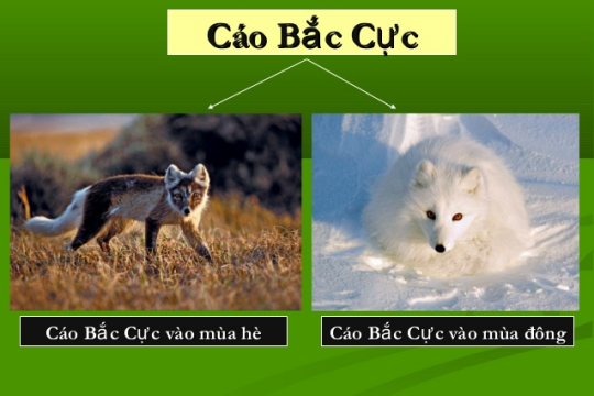 Tìm hiểu khái niệm thường biến là gì? Đặc điểm và ý nghĩa của thường biến