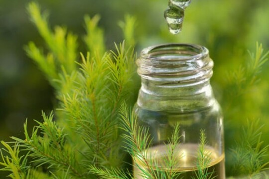 Review Top 5 tinh dầu tràm sản phẩm không thể bỏ lỡ trong SkinCare